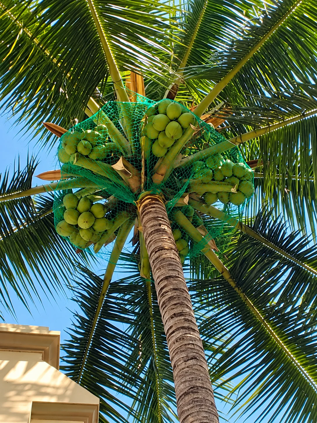 Coconut Fall Arrest Nets