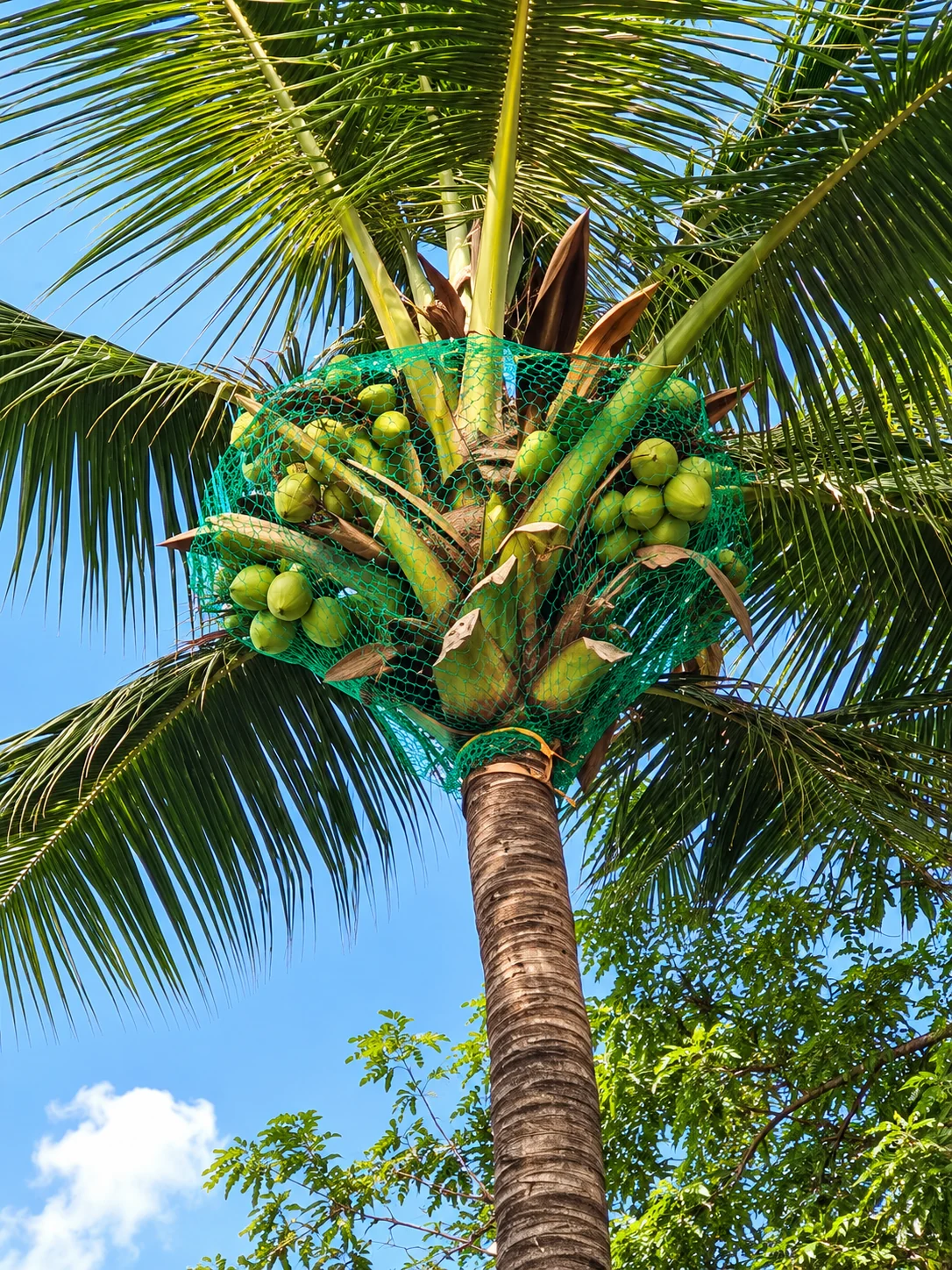 Coconuts Plucking Service