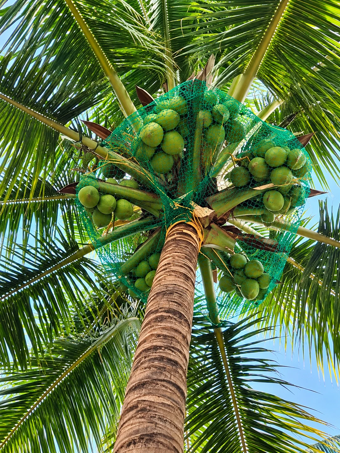 Coconut Tree Maintenance Service